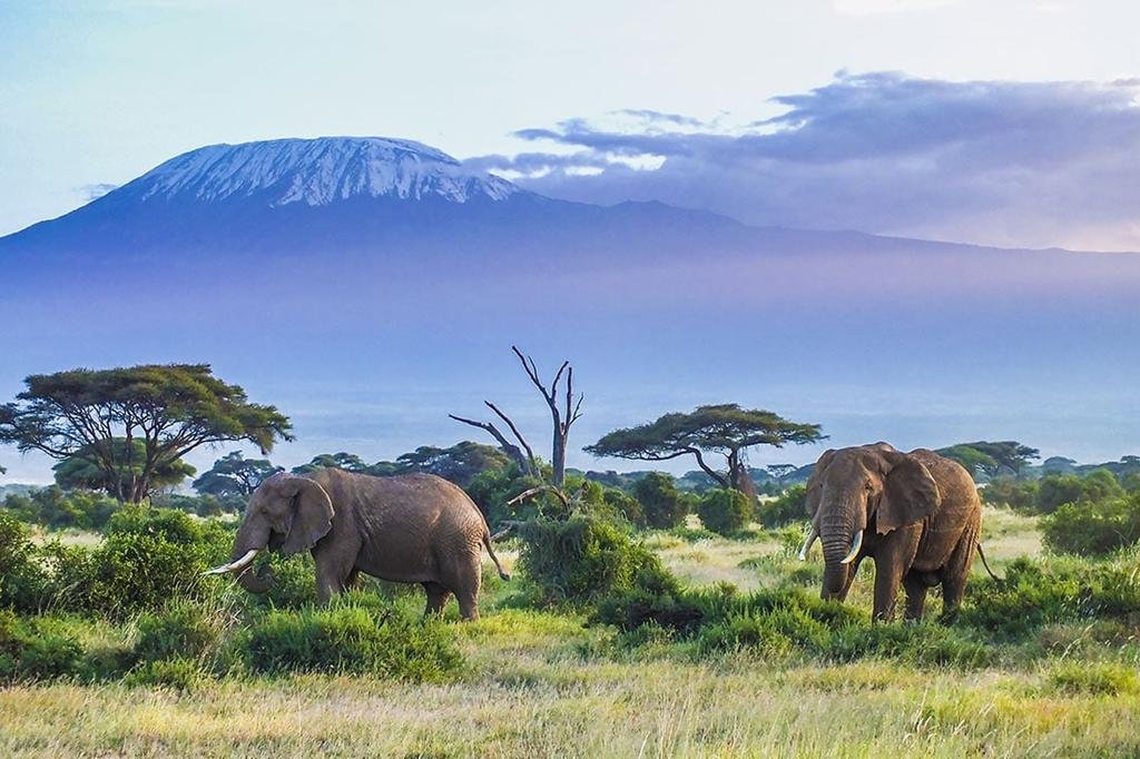 Kilimanjaro-National-Park