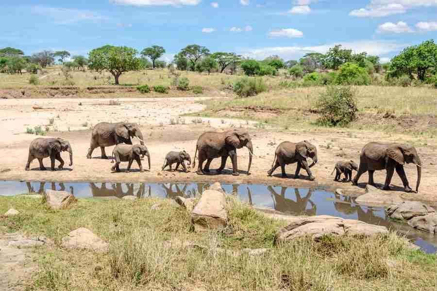 PARK-TARANGIRE-NATIONAL-PARK-compressed