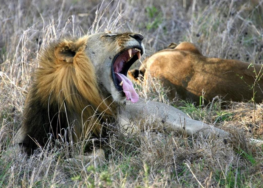 mikumi-national-parks