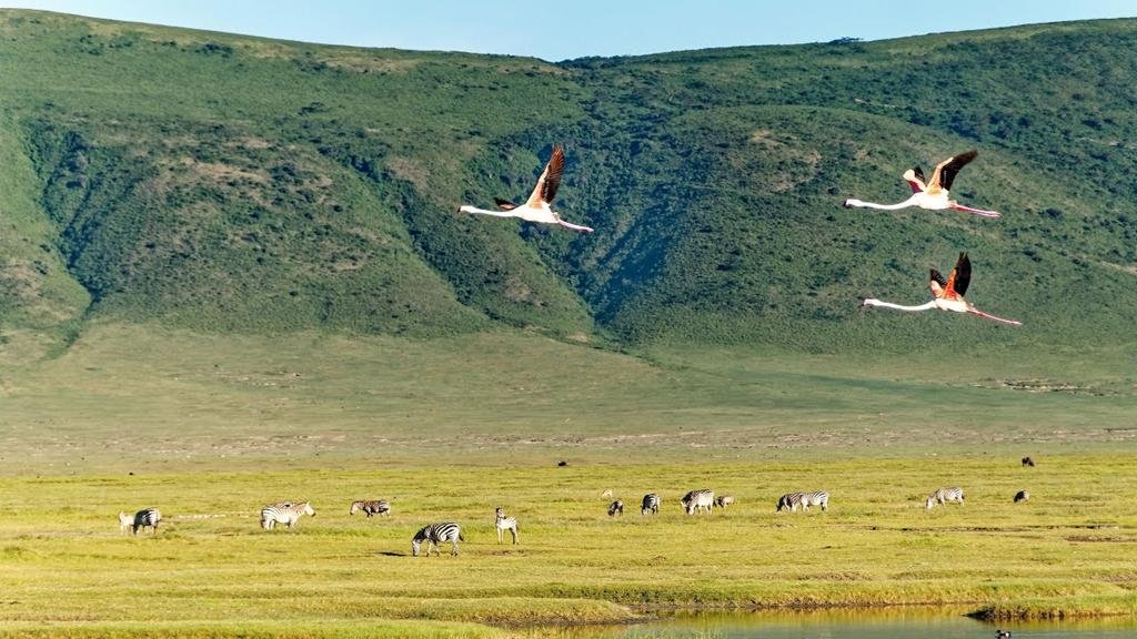ngorongoro